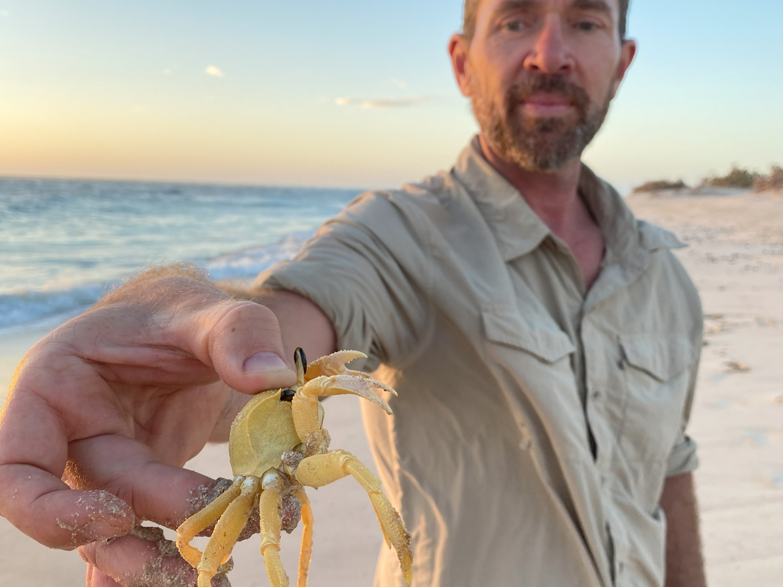 Dr Casper Avenant holding a ghost crab on Thevenard Island